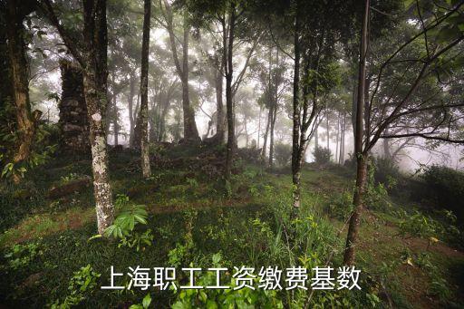 上海市養(yǎng)老金個人繳費基數(shù)，上海現(xiàn)在養(yǎng)老金繳費基數(shù)是多少