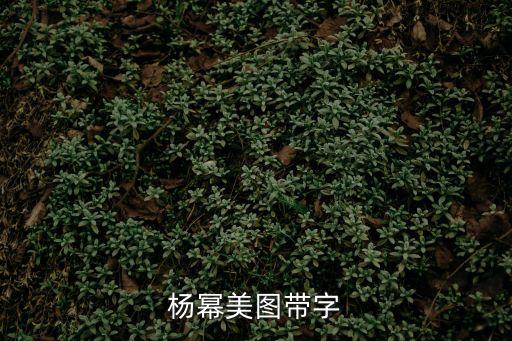 楊冪手機(jī)壁紙，楊冪美圖