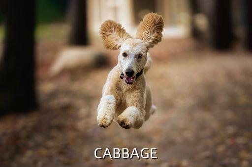 CABBAGE
