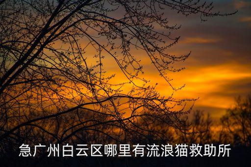 急廣州白云區(qū)哪里有流浪貓救助所