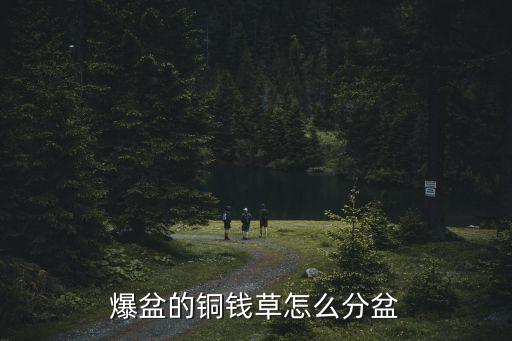 爆盆的銅錢草怎么分盆