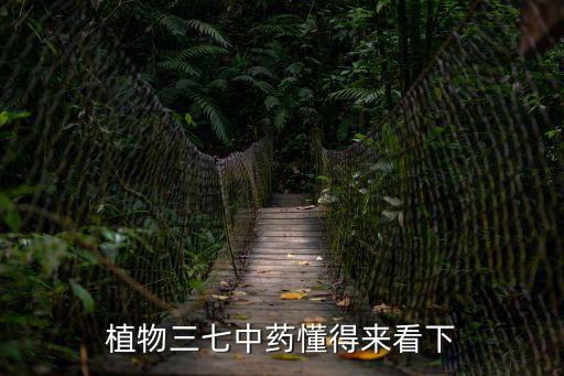三七的圖片，三七圖片哪里有