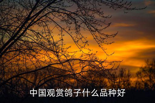 觀賞鴿品種，觀賞鴿子大概有多少種