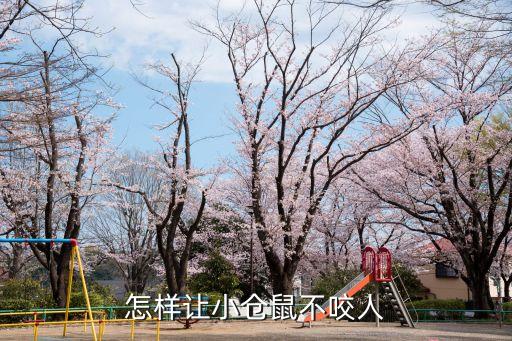 倉鼠怎么養才不咬人，怎樣讓小倉鼠不咬人
