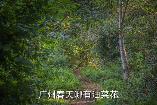 廣州八甲村油菜花，廣東哪里可以觀看油菜花花期是什么時候怎么去我在廣州的求