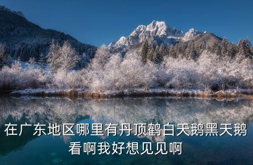 在廣東地區哪里有丹頂鶴白天鵝黑天鵝看啊我好想見見啊