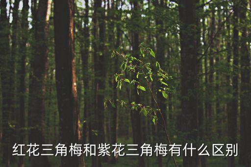 紅花三角梅，如果把三角梅的紅花用來(lái)泡茶喝可以嗎