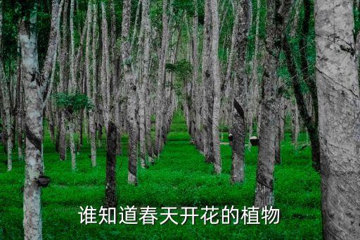 誰知道春天開花的植物