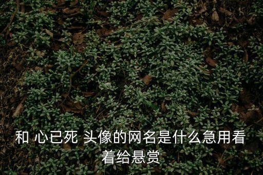 和 心已死 頭像的網(wǎng)名是什么急用看著給懸賞