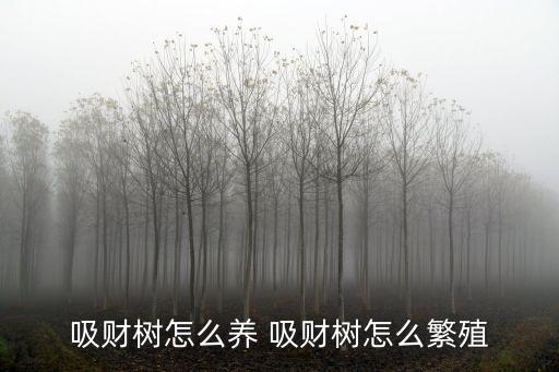 多肉吸財樹，吸財樹多肉沒有陽光會不會徒長知道嗎