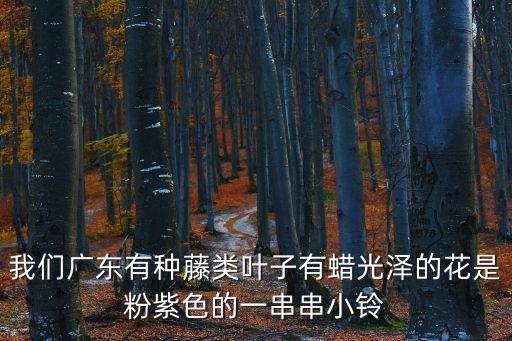 廣州一種粉紫色的花叫什么花，廣州春天里有一種淡紫色的小花一串串垂下花蕾呈莢狀請問此