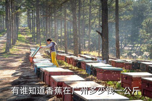 有誰知道香蕉在廣州多少錢一公斤