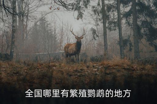 廣州哪里的鸚鵡繁殖最大，請問一下廣州番禺是不是有一家專繁殖鸚鵡的場