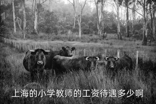 上海的小學(xué)教師的工資待遇多少啊