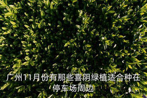 廣州11月份有那些喜陰綠植適合種在停車場周邊