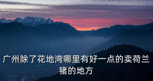 廣州哪有荷蘭豬買，廣州哪里有荷蘭豬賣