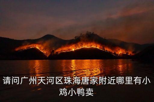 請問廣州天河區珠海唐家附近哪里有小雞小鴨賣
