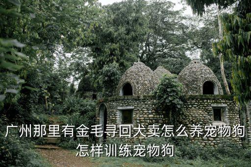 廣州哪里可以拉布拉多聚會，廣州那里有金毛尋回犬賣怎么養寵物狗怎樣訓練寵物狗