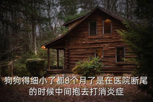 狗狗得細小了都8個月了是在醫院斷尾的時候中間抱去打消炎癥