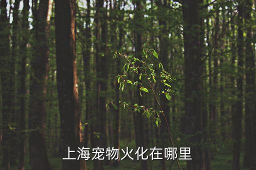 上海寵物火化在哪里