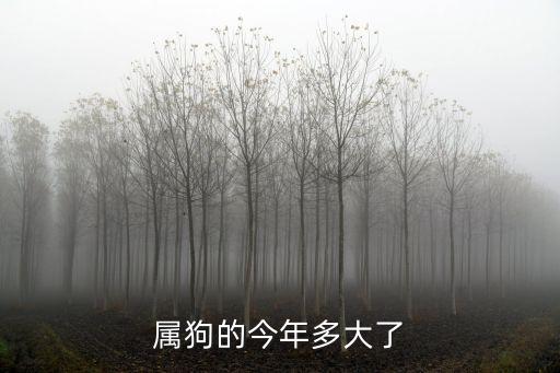 屬狗的多大了，屬狗的人今年多大