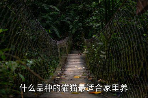 什么品種的貓貓最適合家里養
