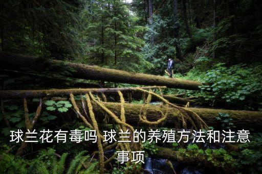 球蘭有毒嗎，球蘭花的花香是否有毒