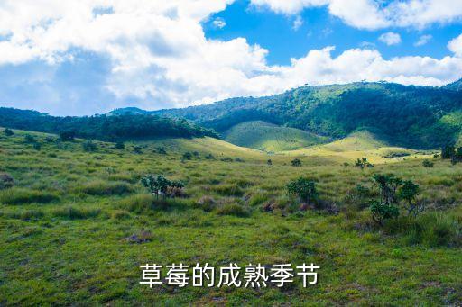 草莓成熟季節，草莓的成熟季節