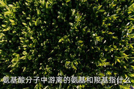 游離氨基，什么是游離的氨基和羧基