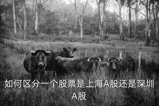如何判斷股票是上海市還是深圳，如何區分一個股票是上海A股還是深圳A股