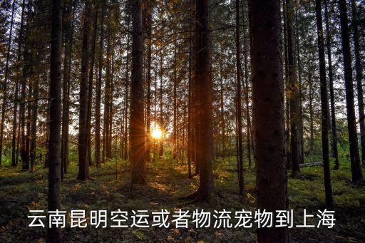 昆明到上海市物流專線，云南昆明空運或者物流寵物到上海