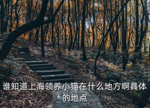 上海市養貓規定，誰知道上海領養小貓在什么地方啊具體的地點