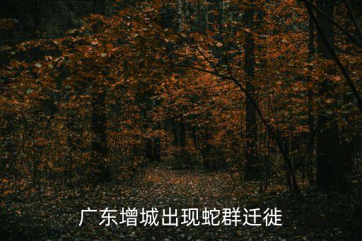 廣州增城新塘區頭條新聞，增城市新塘鎮信達煙茶酒搶劫
