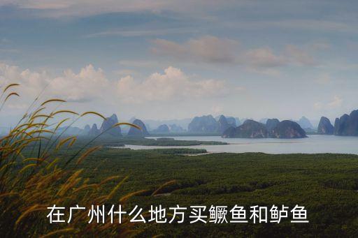 廣州哪里有真鱈魚買，廣州哪里有雪魚買