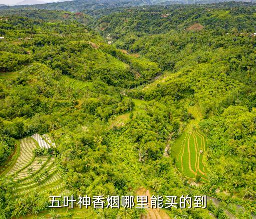廣州五葉神香煙哪里買，廣州哪里有五葉神買