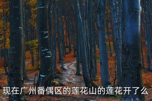 現在廣州番偶區(qū)的蓮花山的蓮花開了么