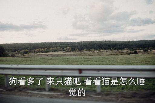 狗看多了 來只貓吧 看看貓是怎么睡覺的