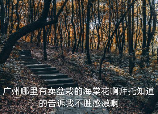 廣州哪里有賣盆栽的海棠花啊拜托知道的告訴我不勝感激啊