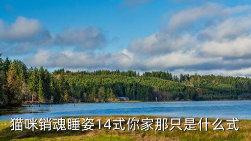貓咪銷魂睡姿14式你家那只是什么式