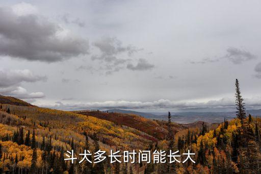 玉林最新斗狗vs廣州斗狗，比特犬與 斗狗的區(qū)別