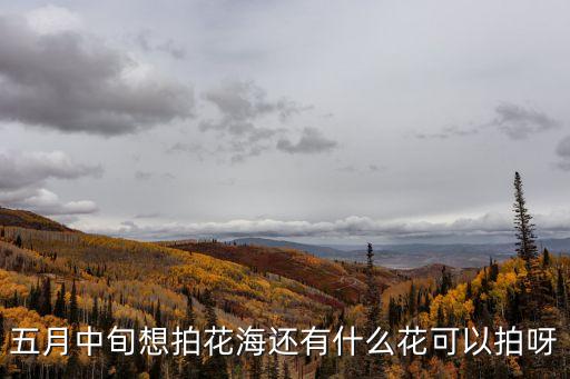 廣州5月拍啥花，五月中旬想拍花海還有什么花可以拍呀