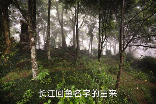 長江鮰魚，清蒸長江鮰魚的做法清蒸長江鮰魚怎么做好吃
