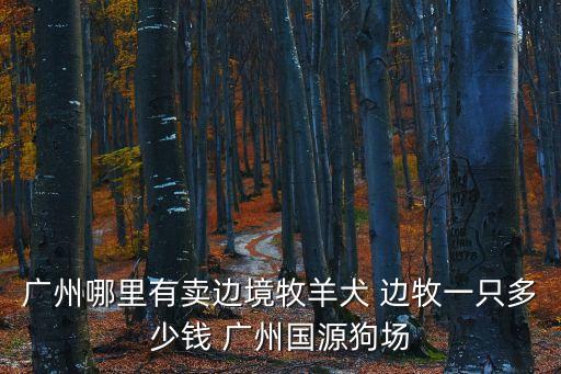 廣州哪里有賣邊境牧羊犬 邊牧一只多少錢 廣州國源狗場