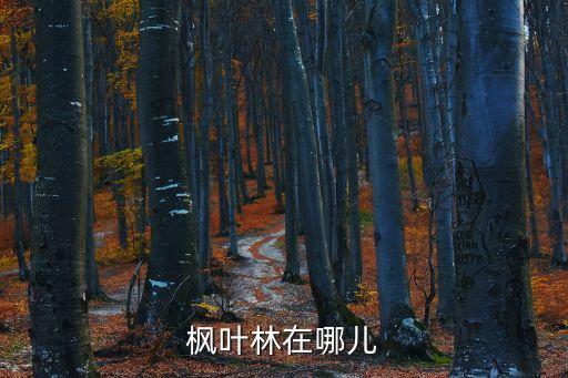 楓葉林，楓葉林在哪兒