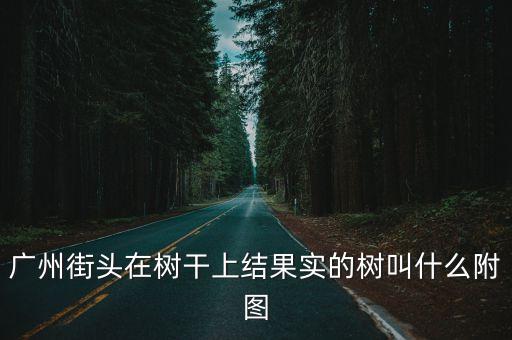 廣州街頭在樹干上結果實的樹叫什么附圖