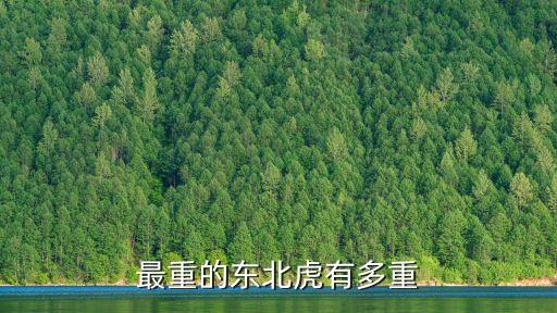 最重的東北虎有多重