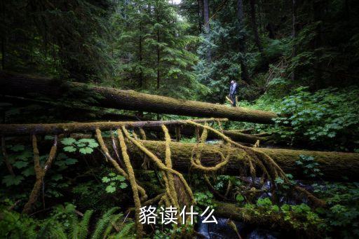 貉讀什么