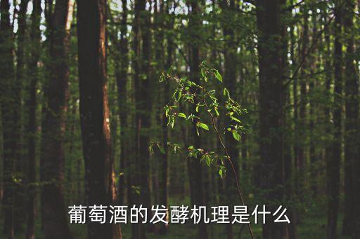 葡萄酒的發酵機理是什么