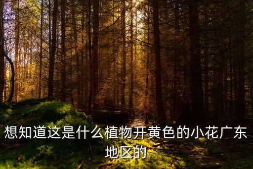 想知道這是什么植物開黃色的小花廣東地區(qū)的