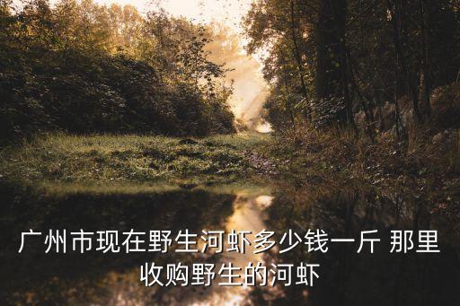 廣州市現在野生河蝦多少錢一斤 那里收購野生的河蝦